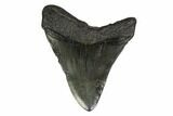 Fossil Megalodon Tooth - South Carolina #149397-1